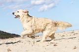 GOLDEN RETRIEVER 490